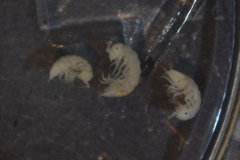 Trichoniscus pygmaeus