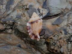 Canarium microurceum