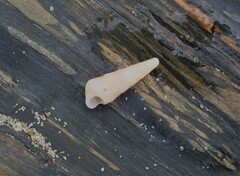 Colpospira guillaumei