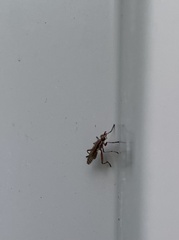 Sciomyzoidea