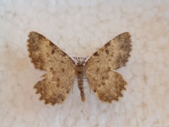 Charissa glaucinaria