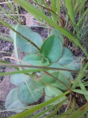 Alepidea natalensis