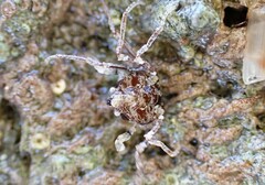 Halicarcinus