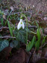 Galanthus plicatus
