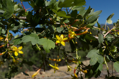 Ribes aureum gracillimum