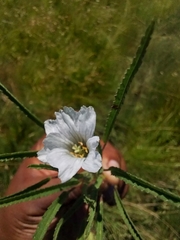 Monsonia
