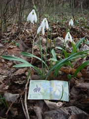 Galanthus plicatus