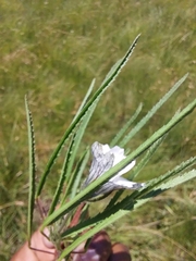 Monsonia