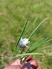 Monsonia