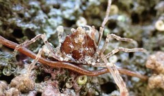 Halicarcinus