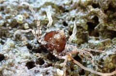 Halicarcinus