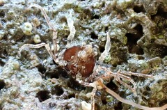 Halicarcinus