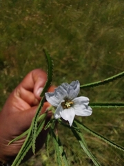 Monsonia