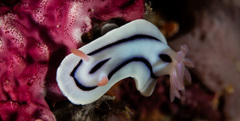 Chromodoris