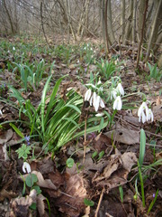 Galanthus plicatus