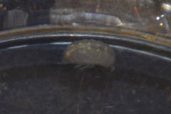 Trichoniscus pygmaeus