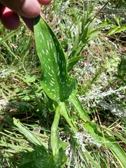 Zantedeschia albomaculata