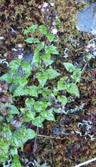 Ageratum conyzoides