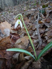 Galanthus plicatus