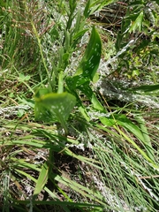 Zantedeschia albomaculata