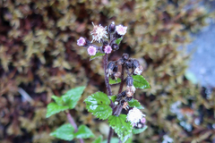 Ageratum conyzoides