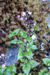 Ageratum conyzoides