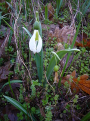 Galanthus plicatus