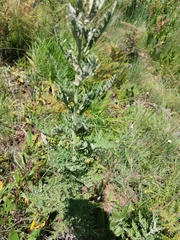 Artemisia afra