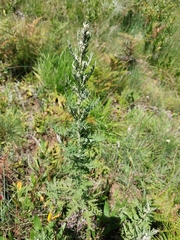 Artemisia afra