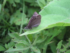 Pholisora mejicanus