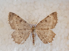 Charissa glaucinaria