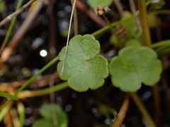 Hydrocotyle pterocarpa