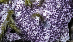 Nectriopsis violacea