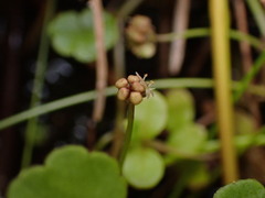 Hydrocotyle pterocarpa