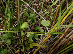 Hydrocotyle pterocarpa