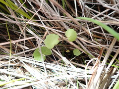 Hydrocotyle pterocarpa