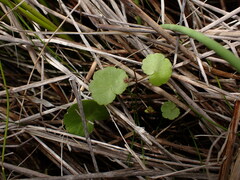 Hydrocotyle pterocarpa