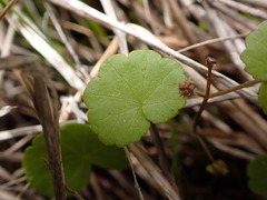 Hydrocotyle pterocarpa