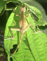 Aphaniotis acutirostris