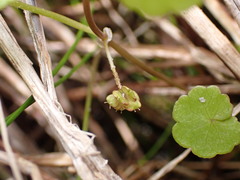 Hydrocotyle pterocarpa