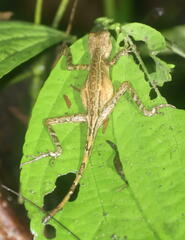 Aphaniotis acutirostris