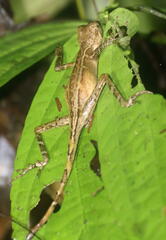 Aphaniotis acutirostris