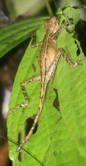 Aphaniotis acutirostris