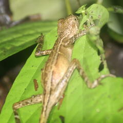 Aphaniotis acutirostris