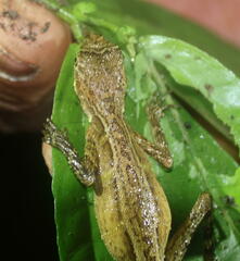 Aphaniotis acutirostris