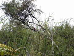 Poodytes punctatus vealeae