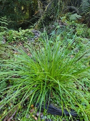 Carex uncinata