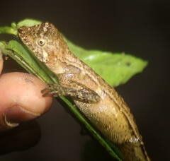 Aphaniotis acutirostris