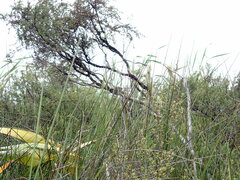 Poodytes punctatus vealeae