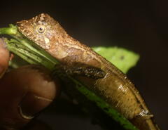 Aphaniotis acutirostris